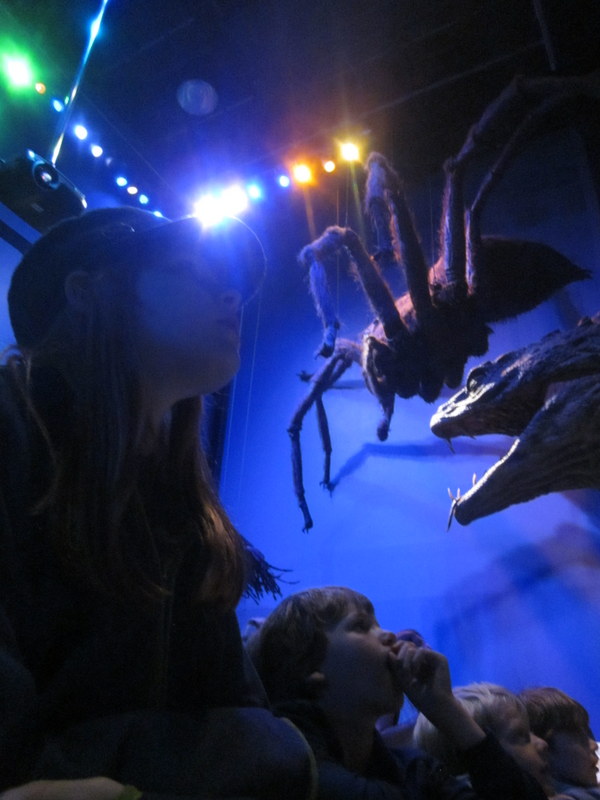 spider