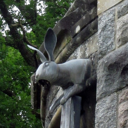 rabbit