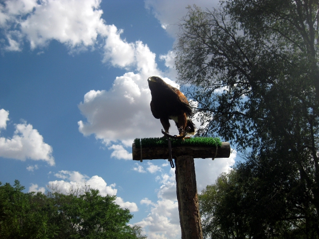 another hawk