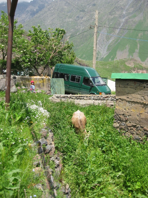 cow trapped in yard