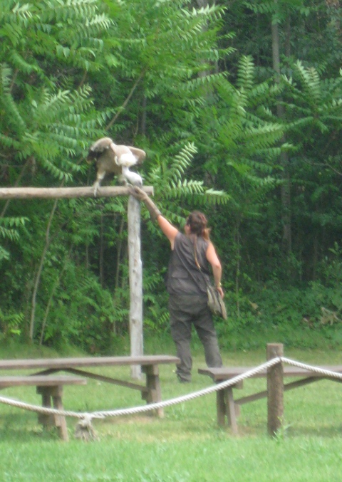 Vulture feeding