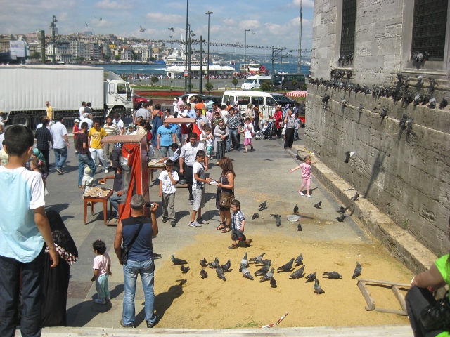 more pigeons