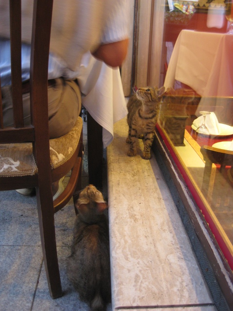 two begging catsa