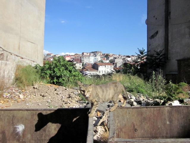 cat on a dumpster