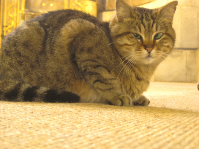 egipt the cat