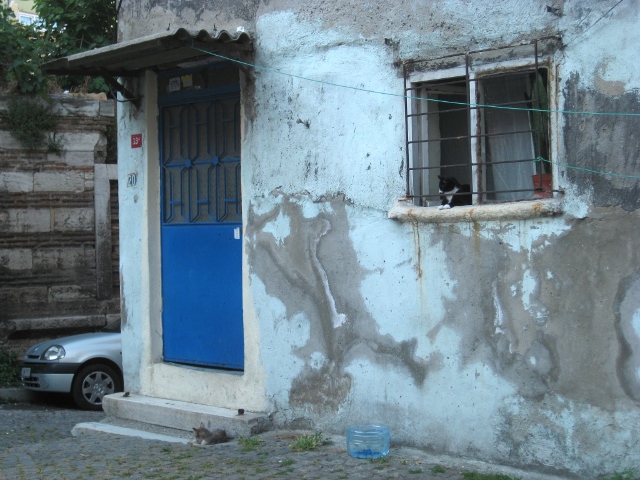 two cats