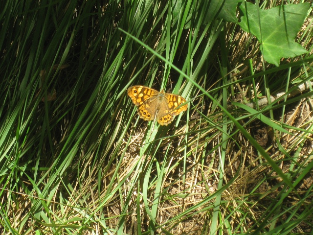 butterfly
