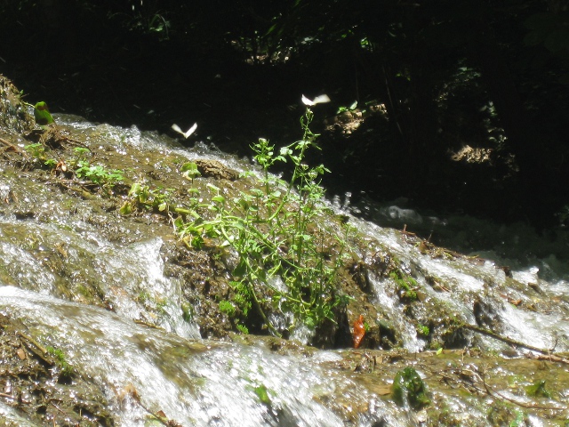 white butterflies