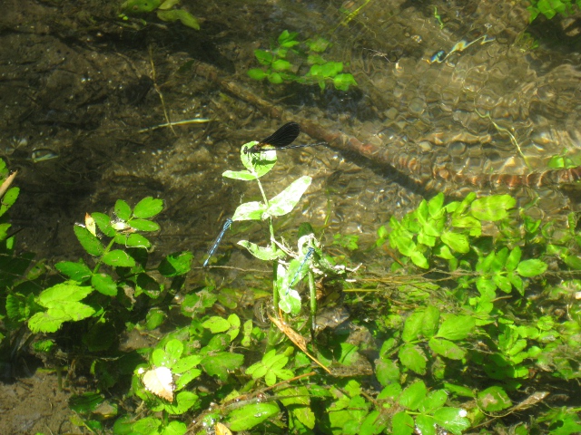 dragonflies