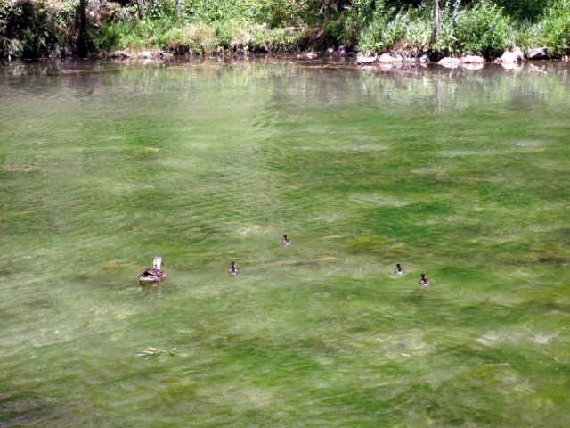 Ducks swimming away