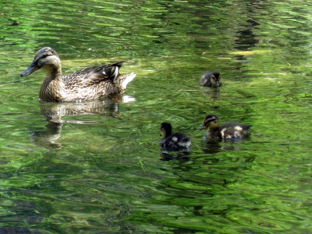Duck and ducklings