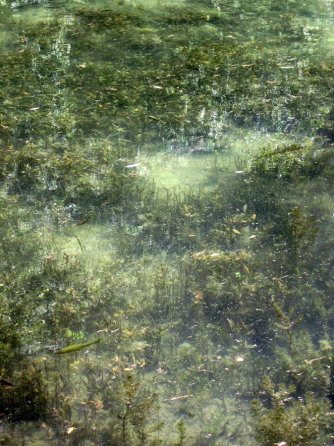 fish pond