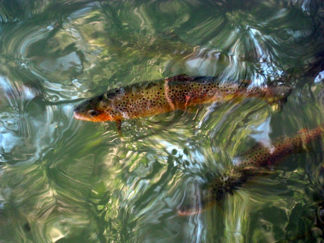 trout