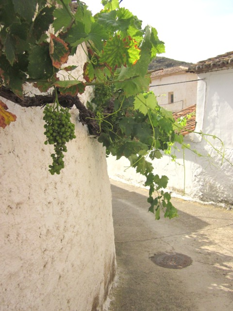 grapes