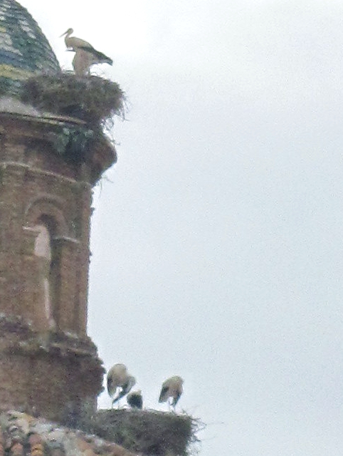 storks closer