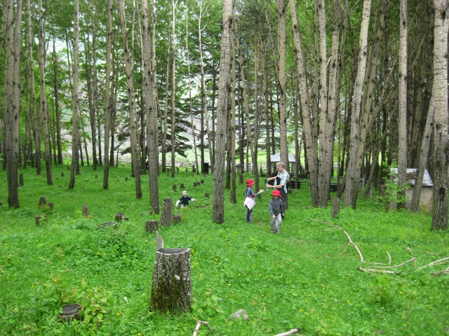 forest