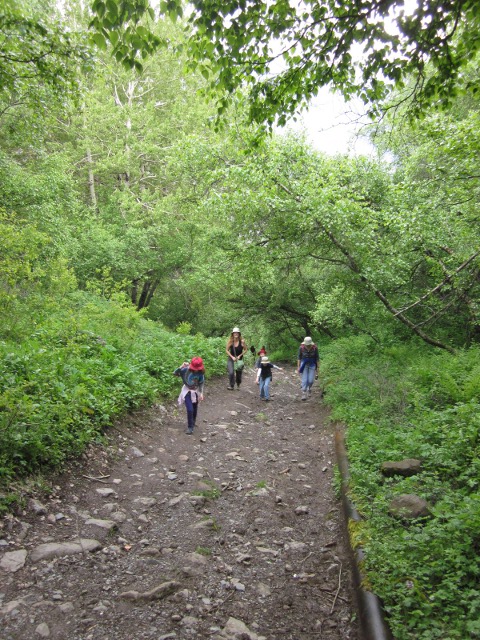 a forest path