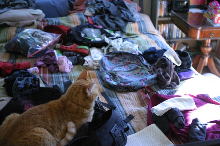 mango and suitcases