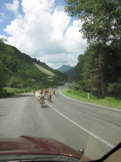 cows on the road