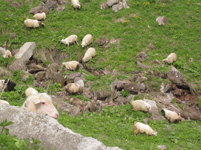 sheep peering