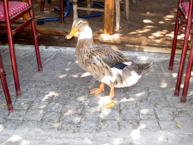 our local duck