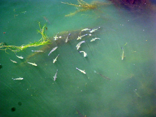 Fish in the Ebro