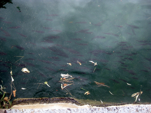 Fish in the water