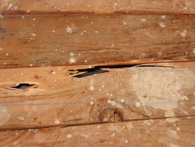 close up of some rotten wood