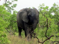 elephant